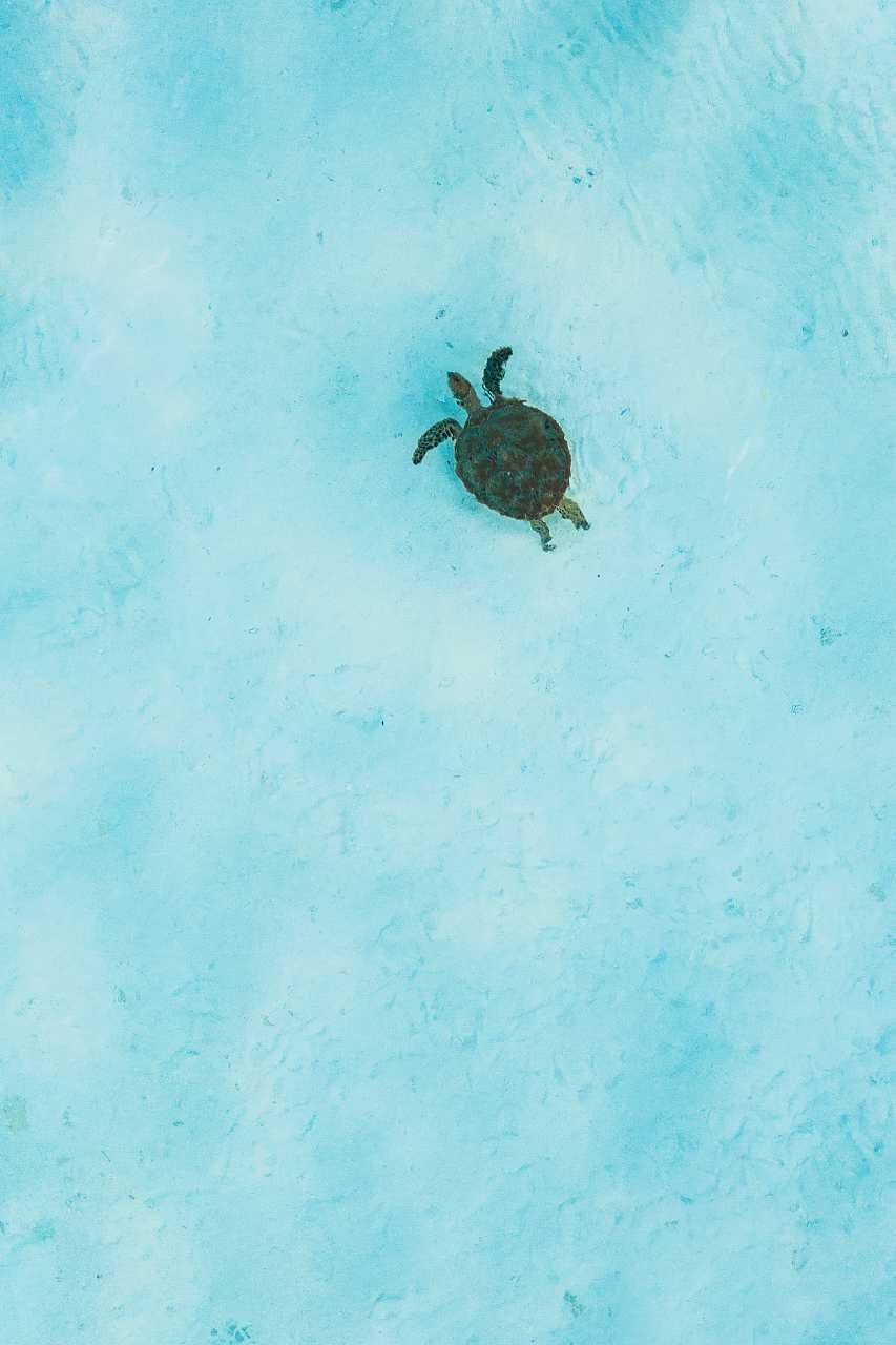 Sea Turtle Art. Ocean Underwater Photography