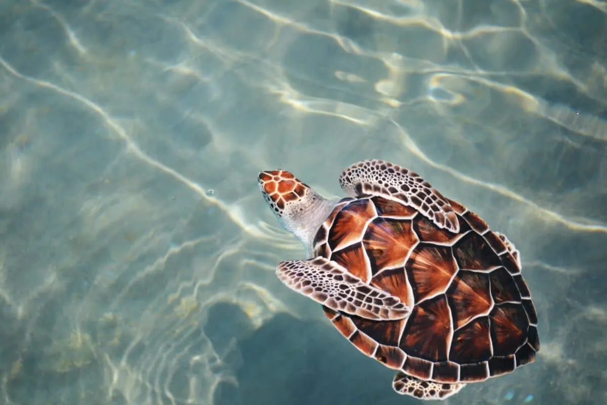 3D Printed Brace Restores Sea Turtle's Health And Hope