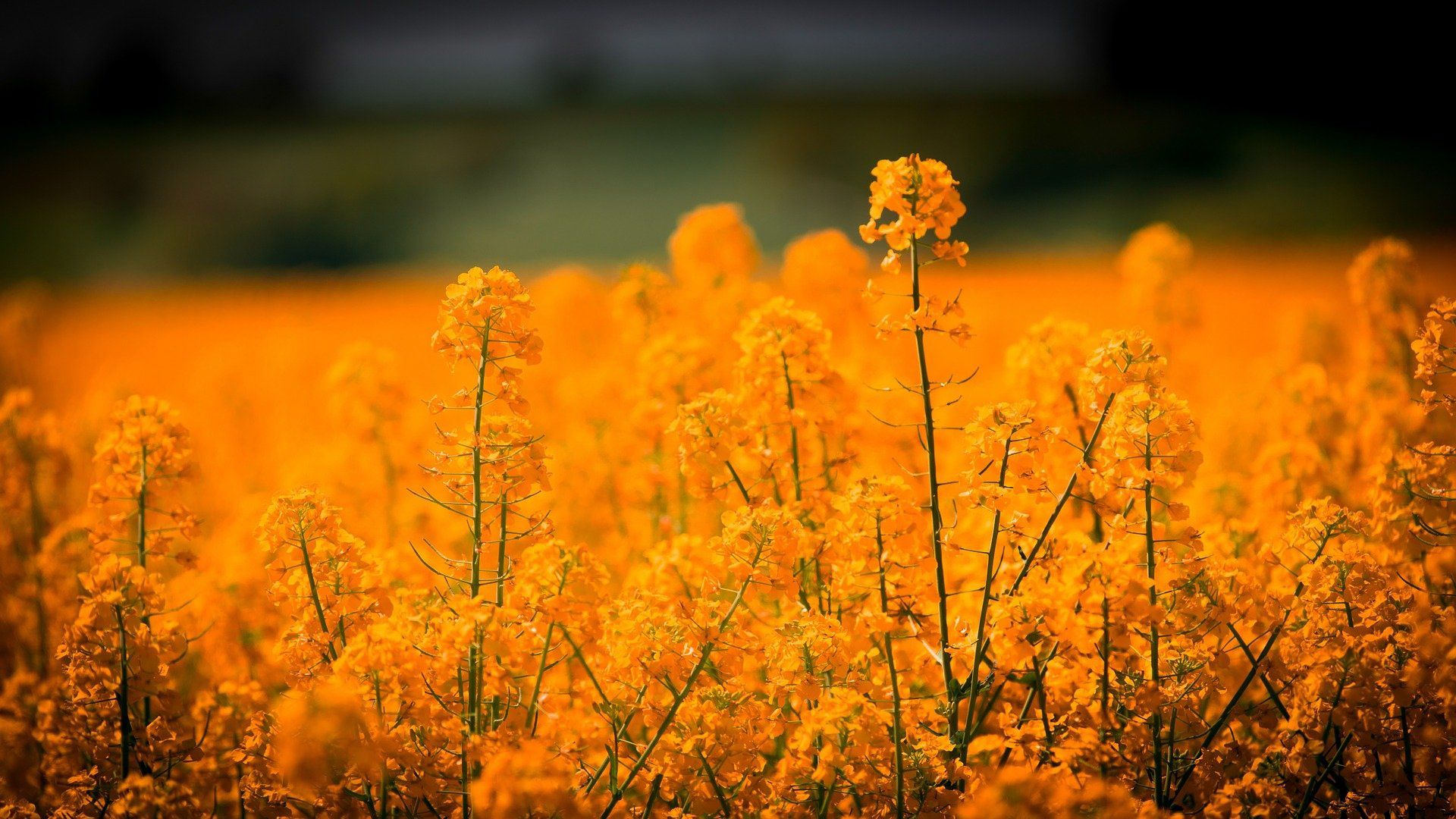A field of yellow flowers with some trees in the background - Orange