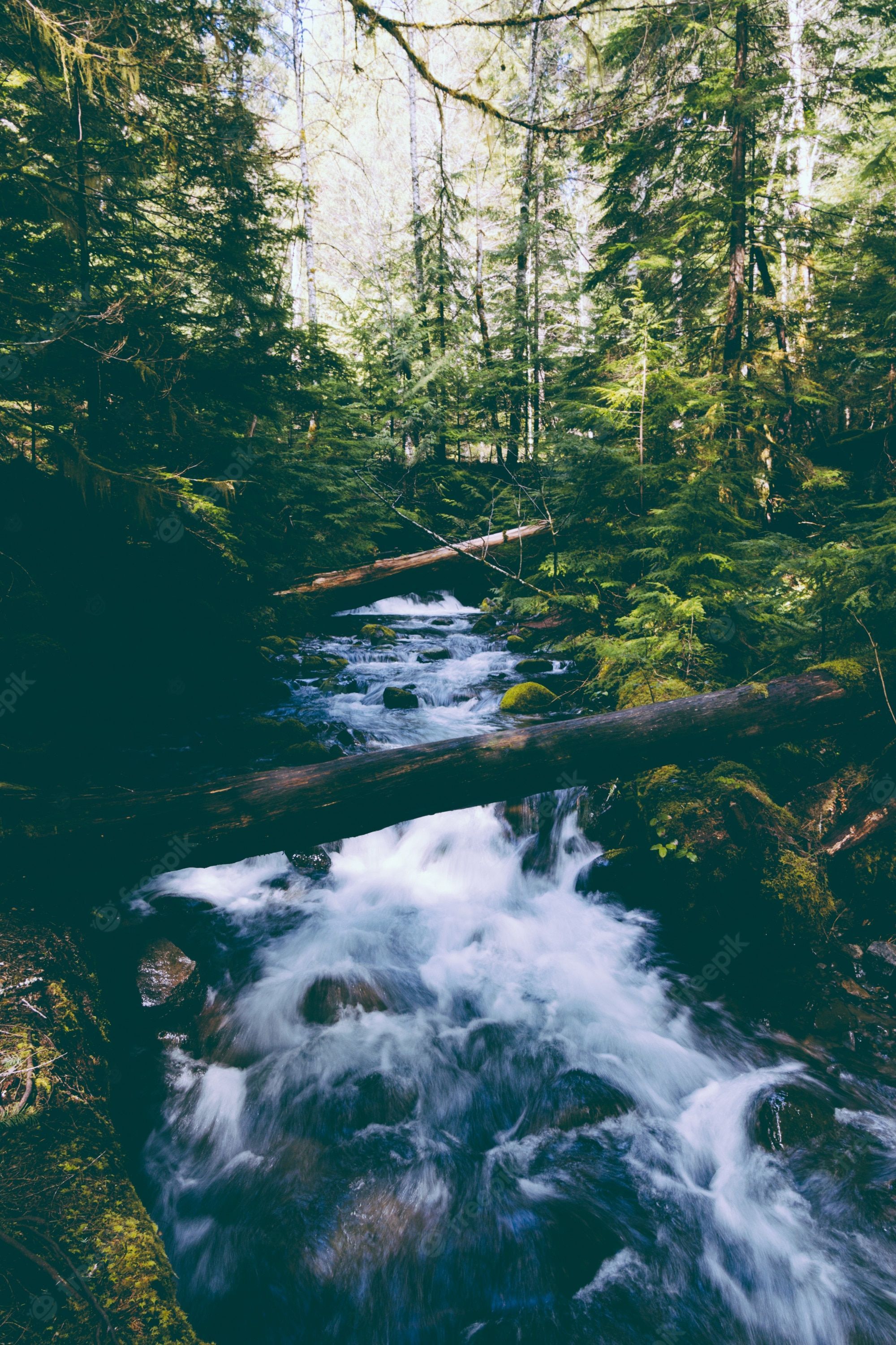 A stream of water flowing through the woods - River