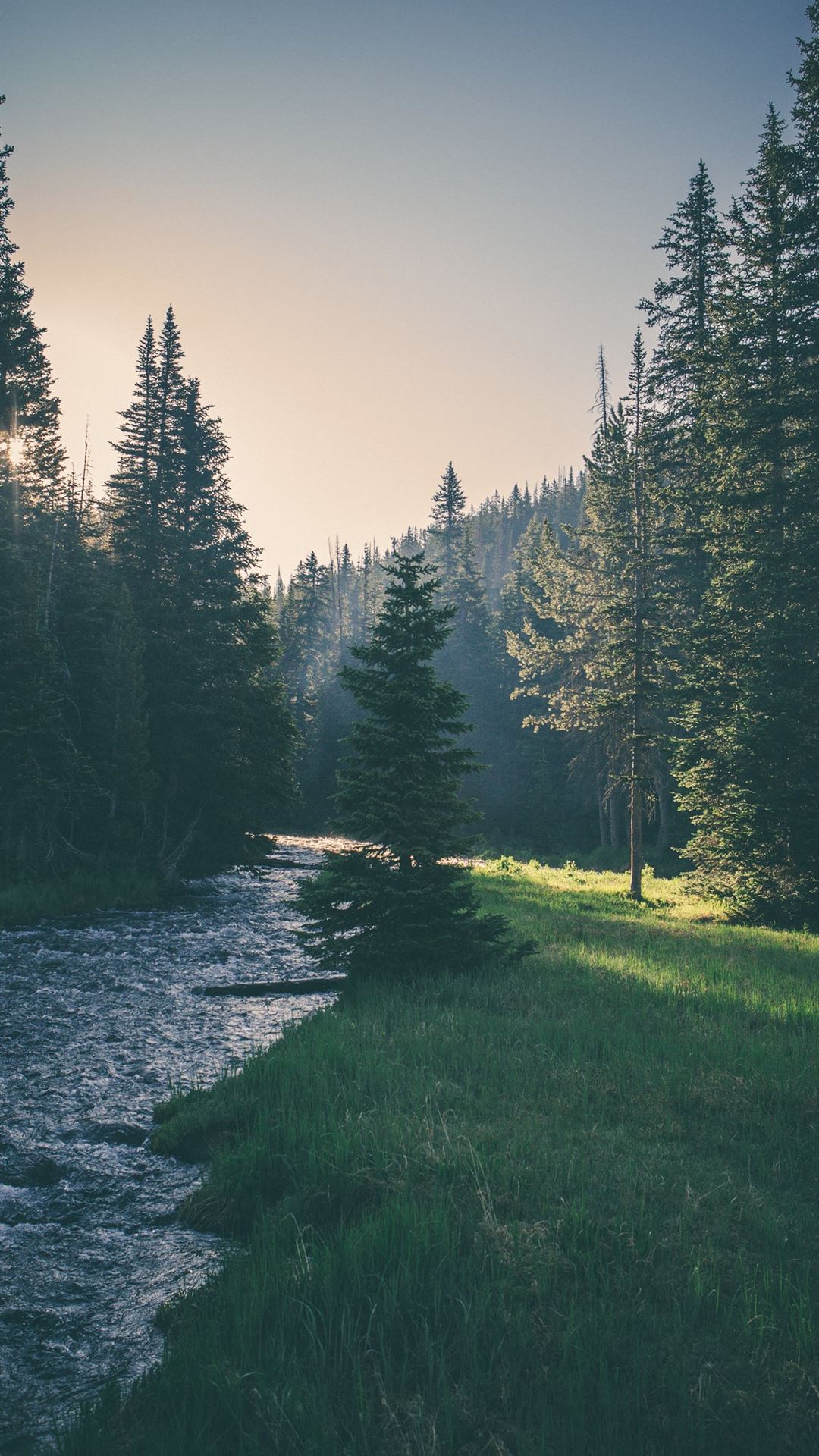 river surrounded by trees iPhone Wallpaper Free Download