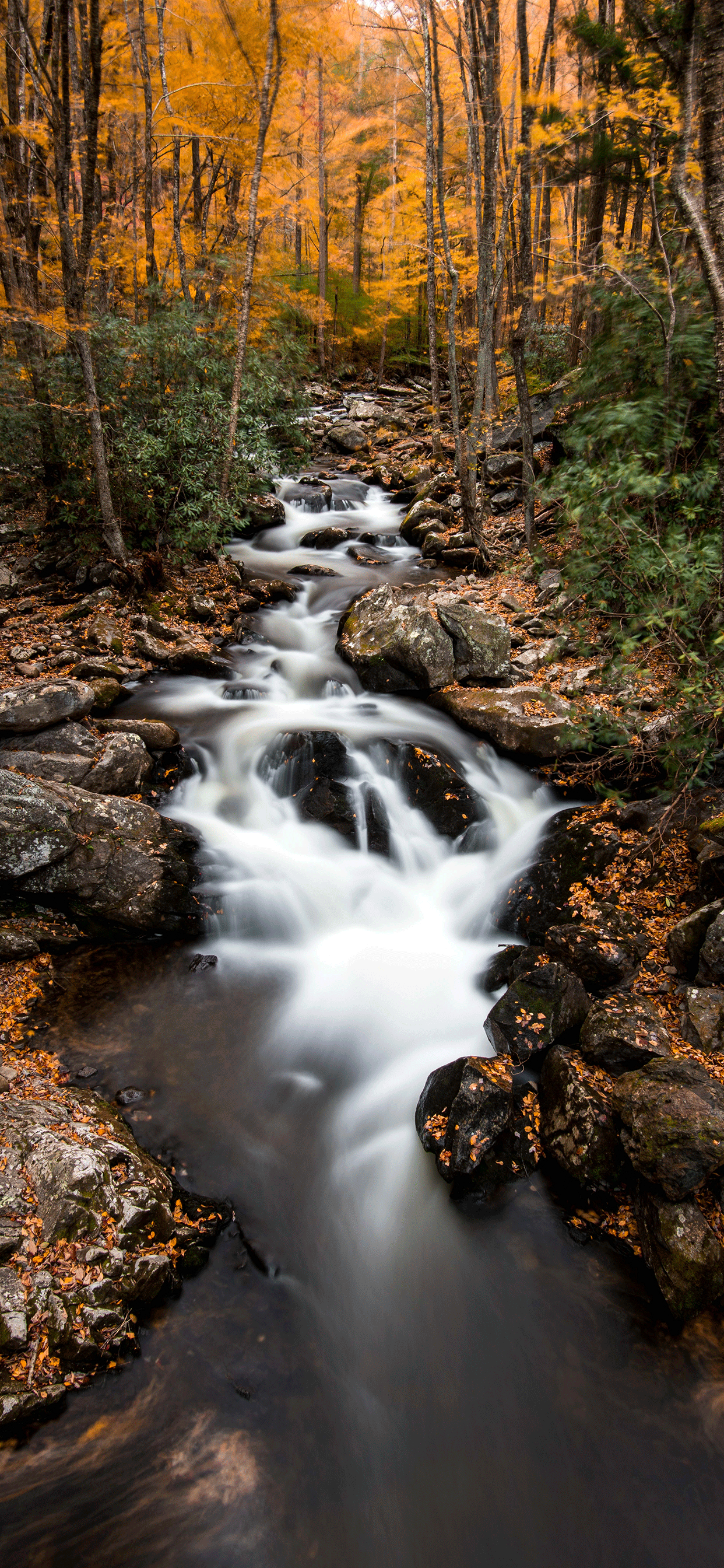 A stream flows through a forest of trees with yellow leaves. - River