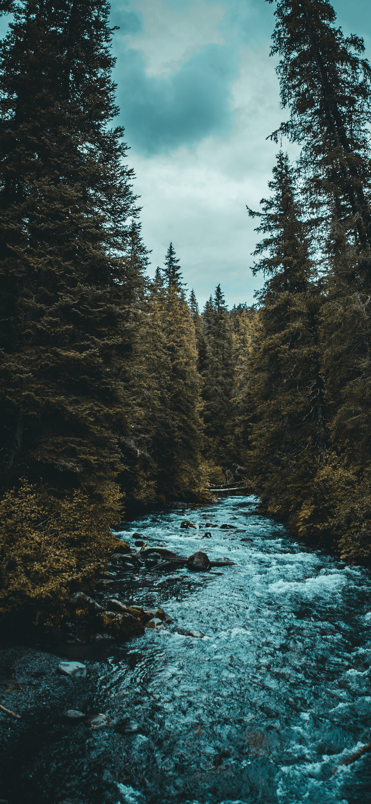 A river flowing through the forest - River