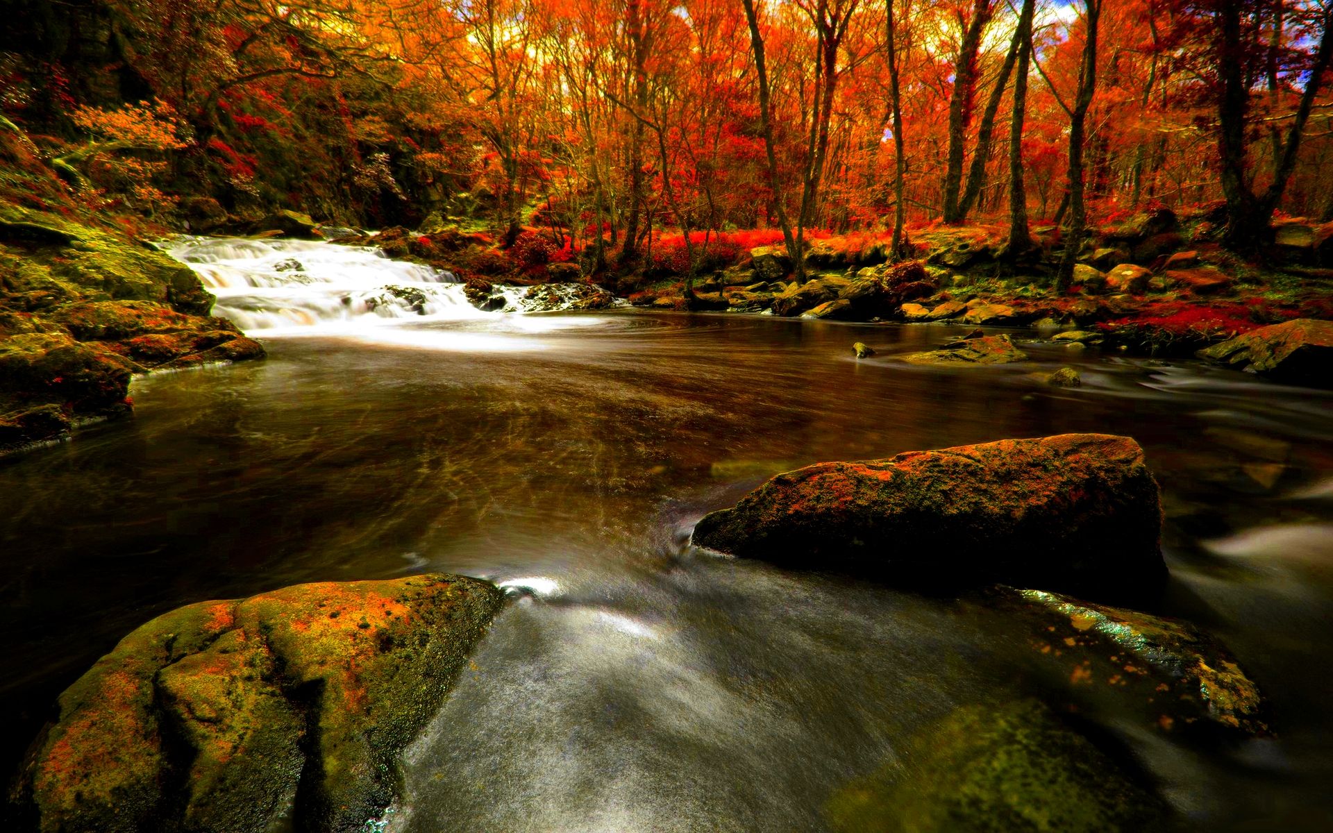 A river flowing through the woods - River