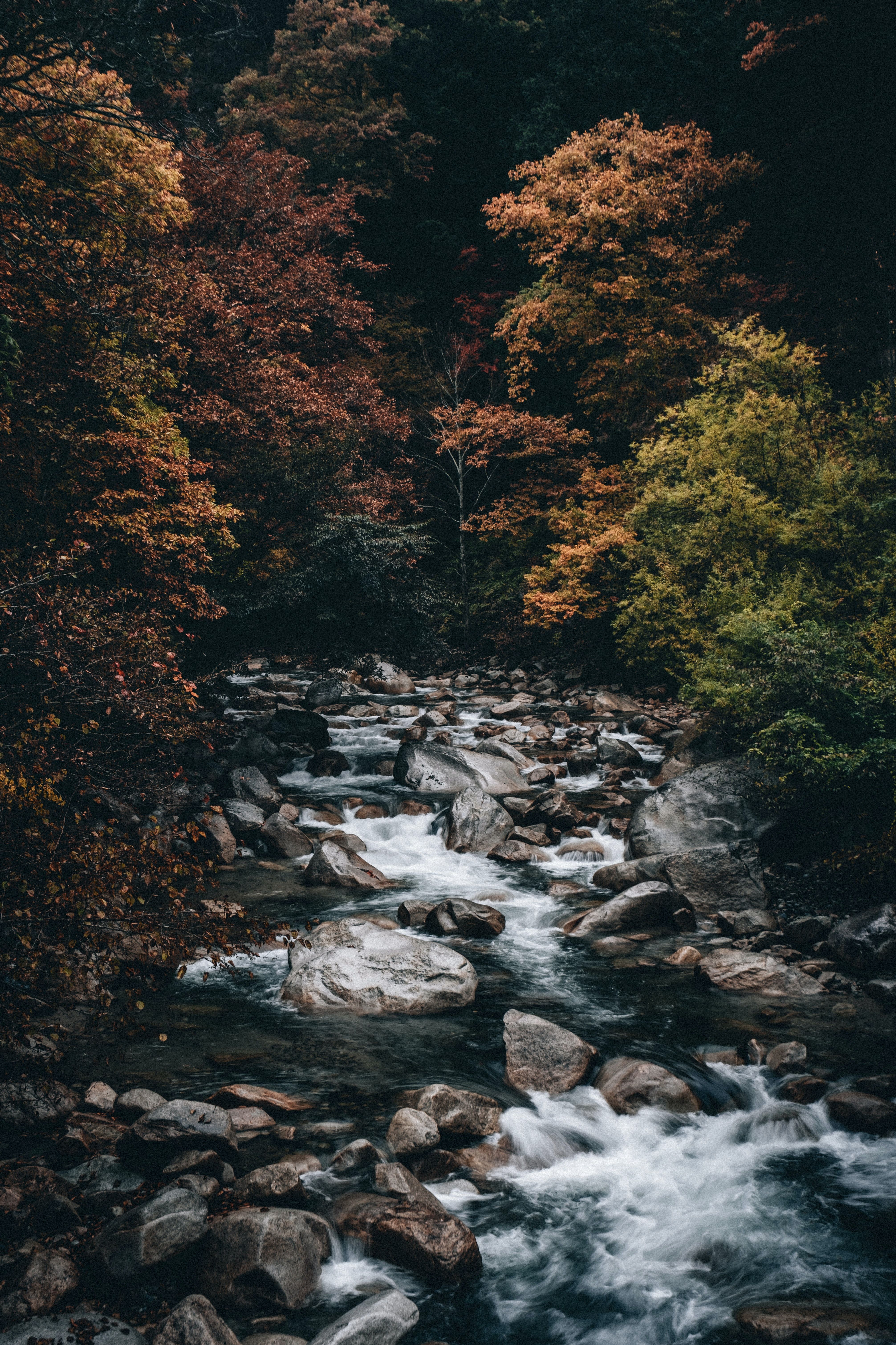 Mobile wallpaper: Creek, Brook, Trees, Water, Stones, Forest, Nature, 64691 download the picture for free