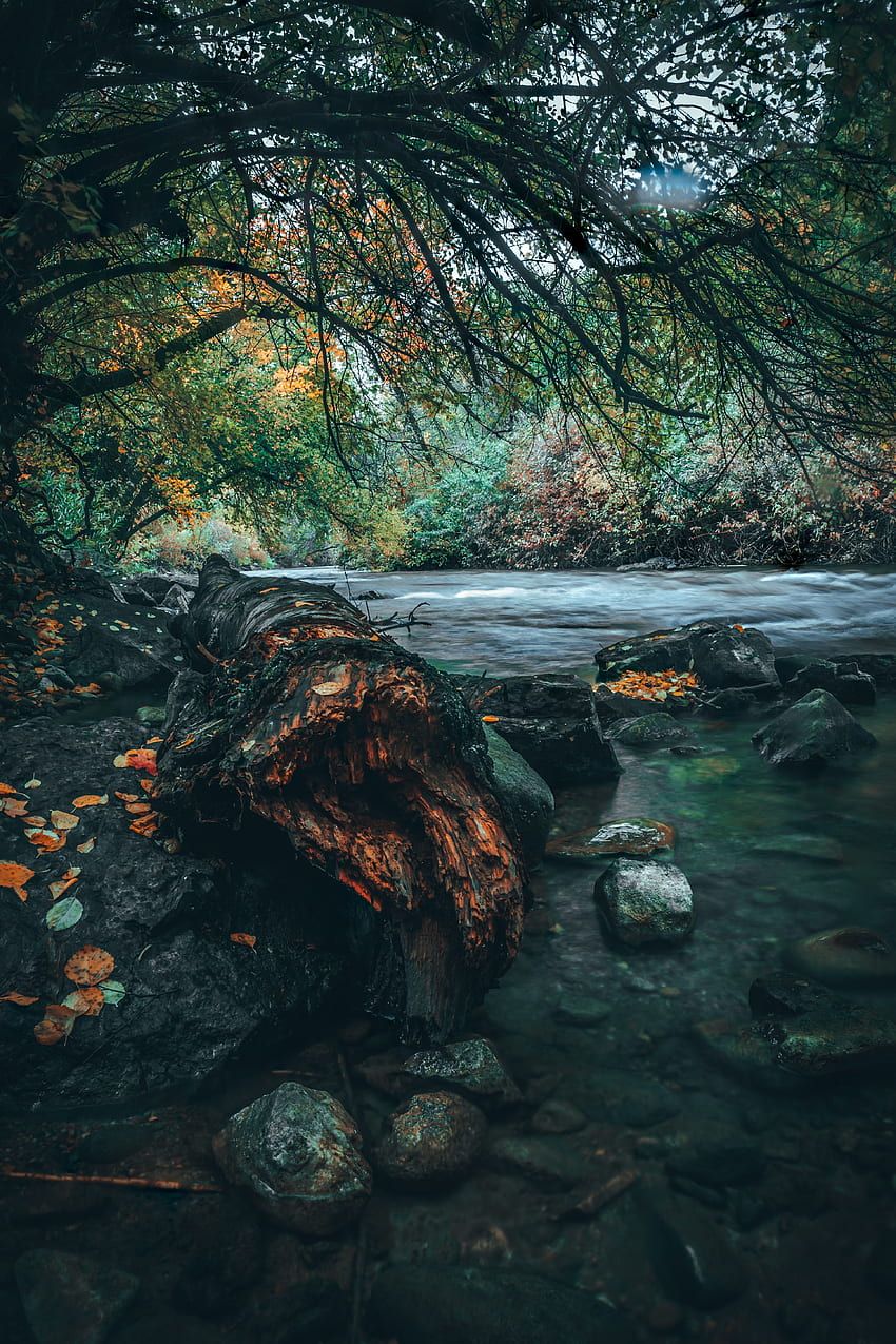 A tree trunk lies in a river surrounded by rocks and autumn leaves. - River