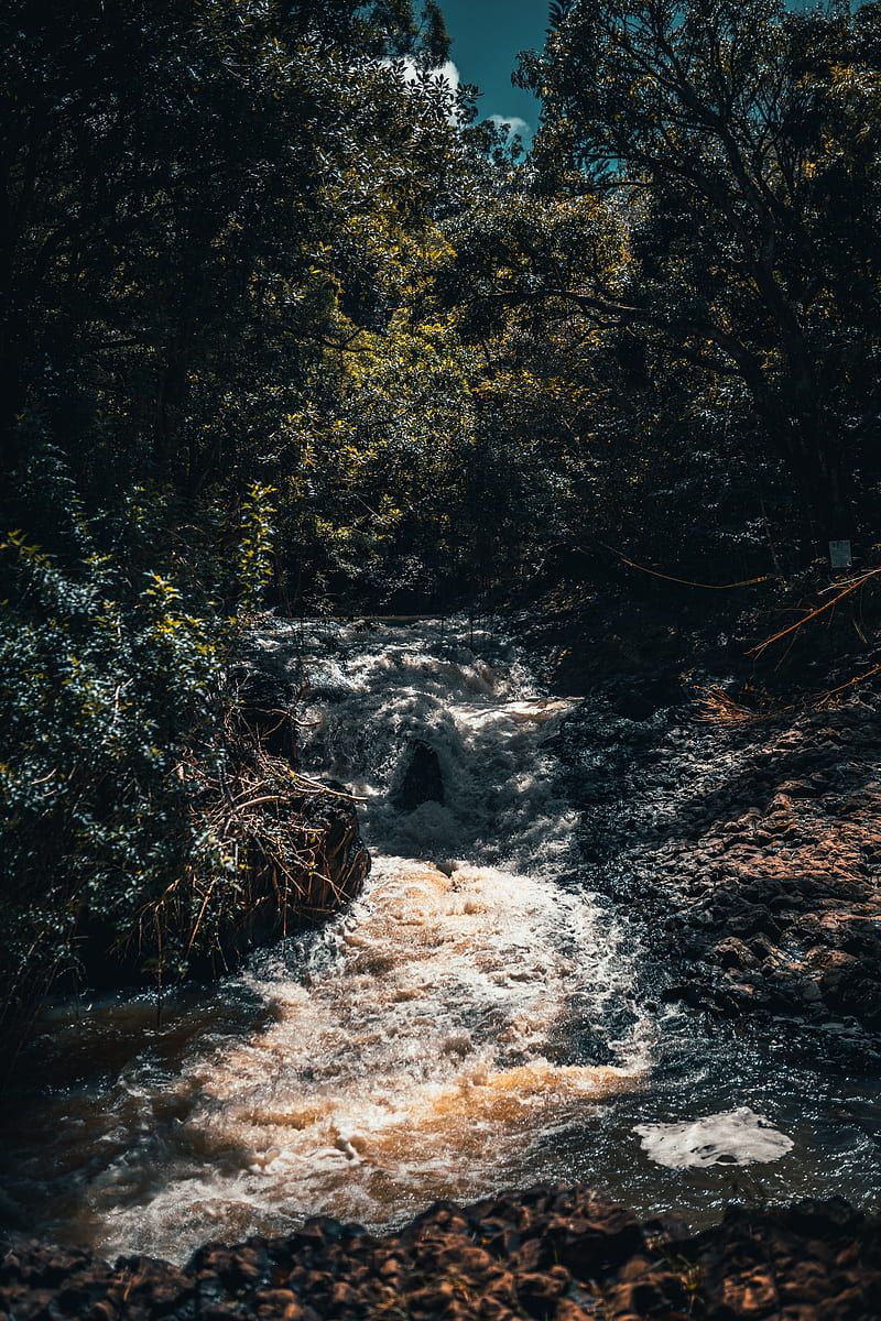 River in the middle of forest during daytime, HD phone wallpaper