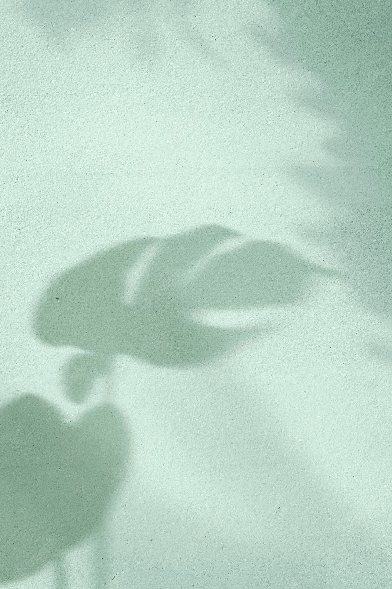 Shadow of a plant on a wall - Mint green
