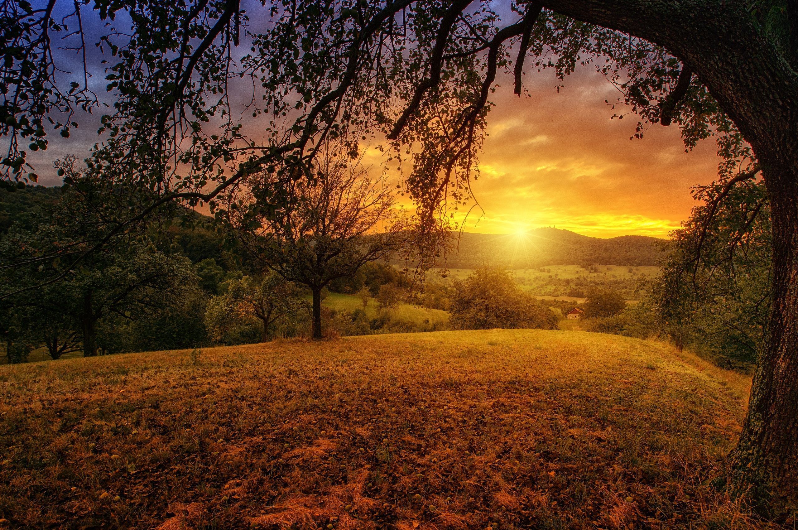 Tree Sun Aesthetic Dawn Landscape Panorama Chromebook Pixel HD 4k Wallpaper, Image, Background, Photo and Picture