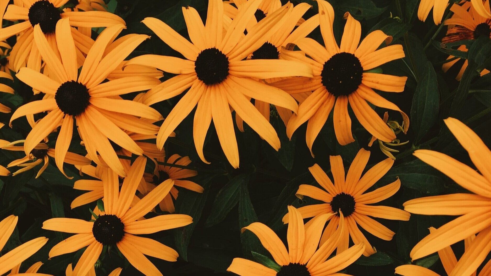 A field of yellow flowers with green leaves. - Chromebook