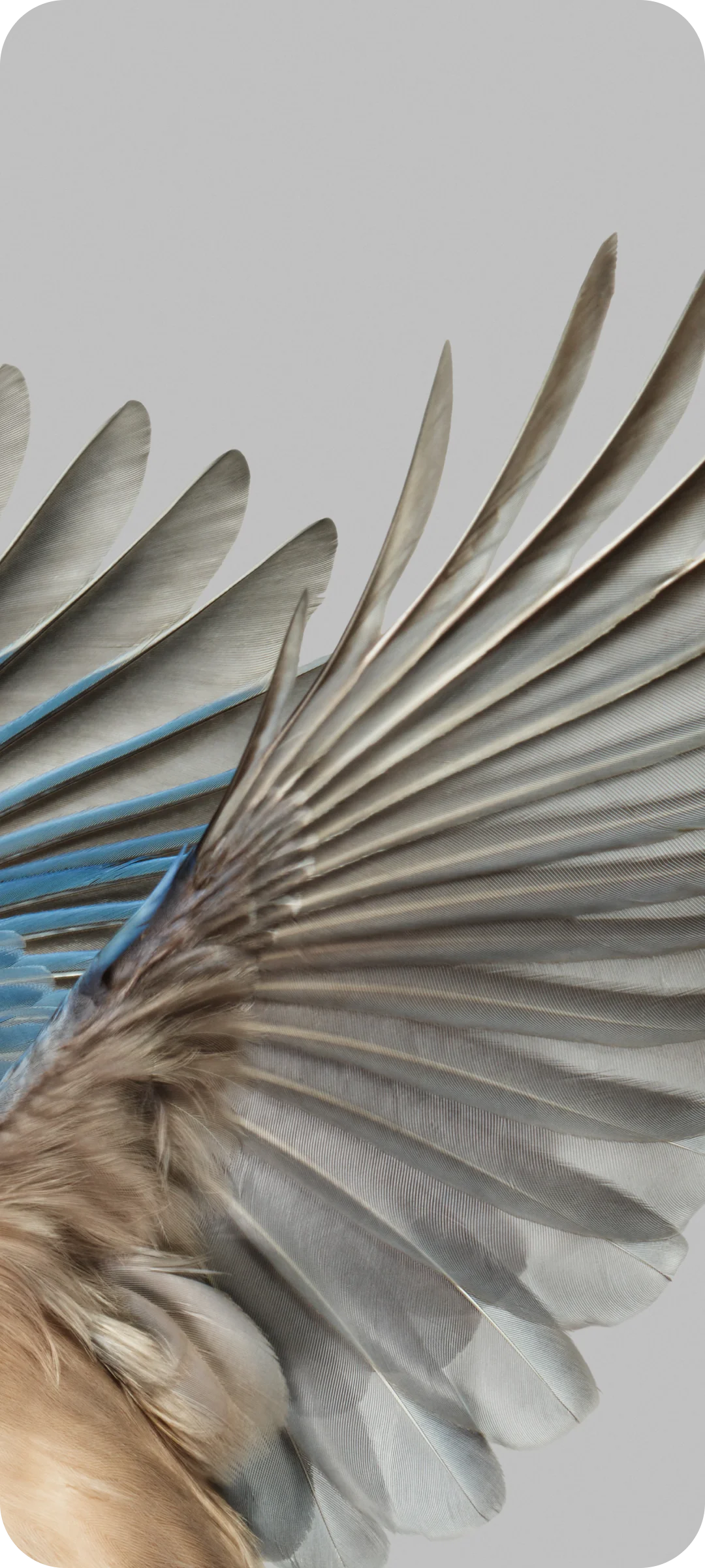 Google's latest wallpaper features a bird's wing. - Wings
