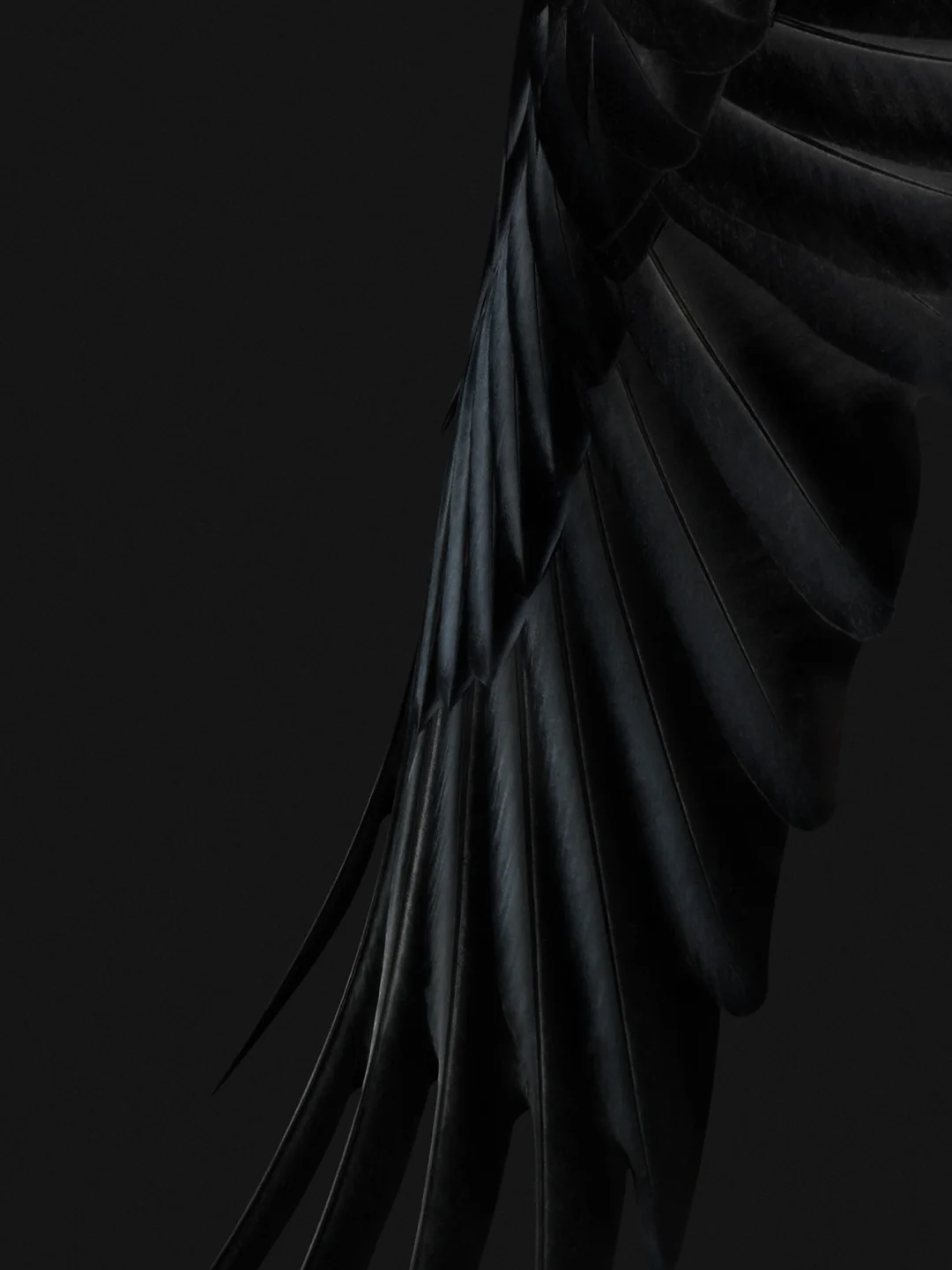 A black dress with a black background - Wings, feathers