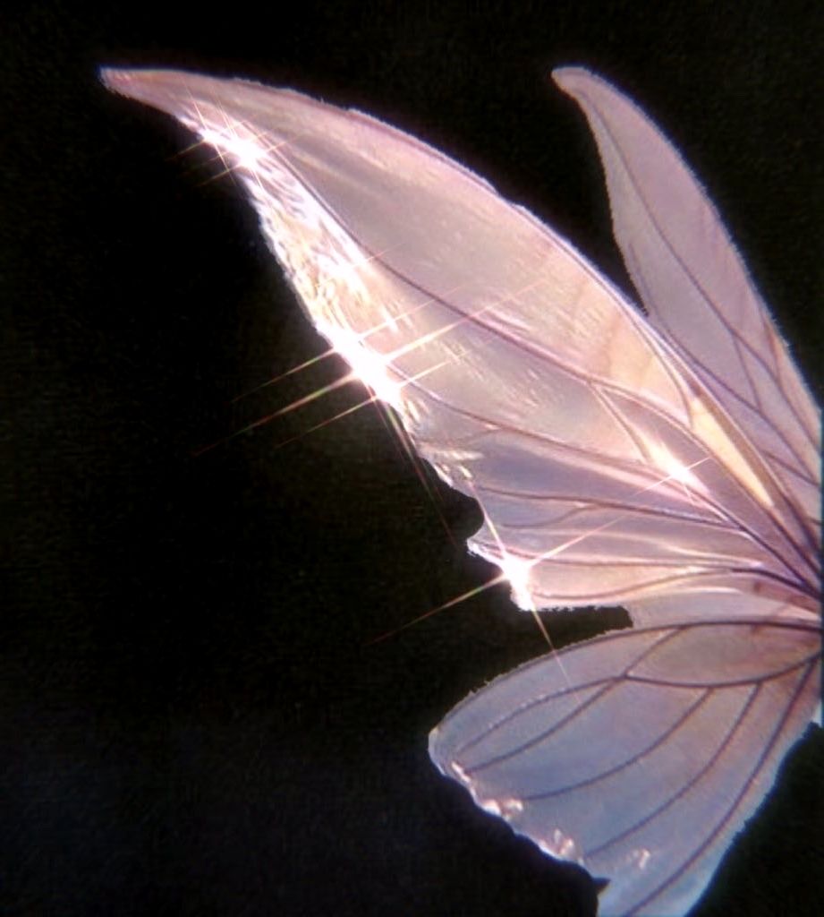 A close up of a butterfly wing with a glare coming from behind it. - Wings