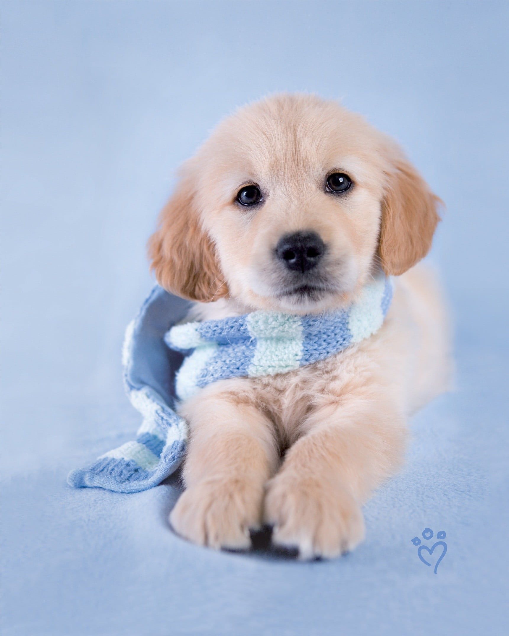 A puppy is laying down with its head on the ground - Dog