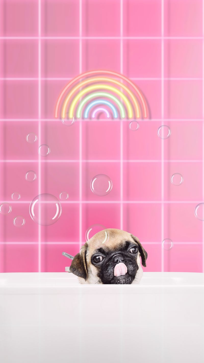 A pug puppy in a pink bathtub with bubbles - Dog