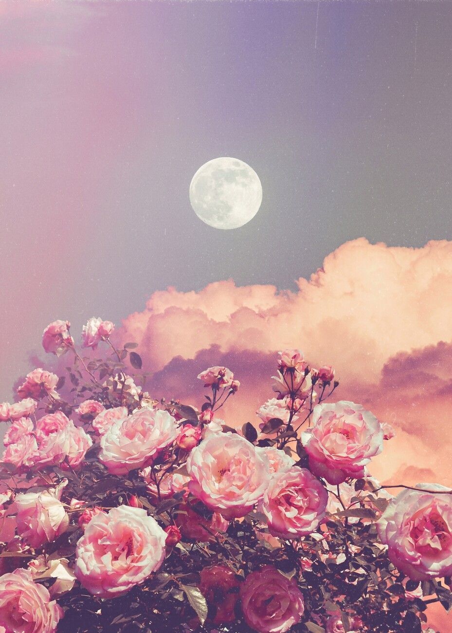 Aesthetic Rose Clouds and Full Moon. Posters, Impressions artistiques, Décoration murale