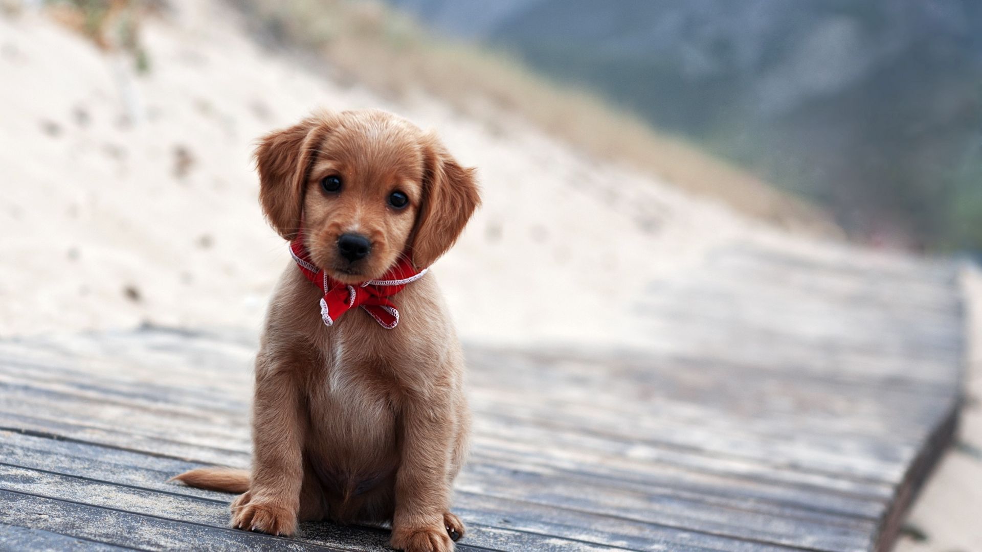 A puppy sitting on a wooden floor - Dog