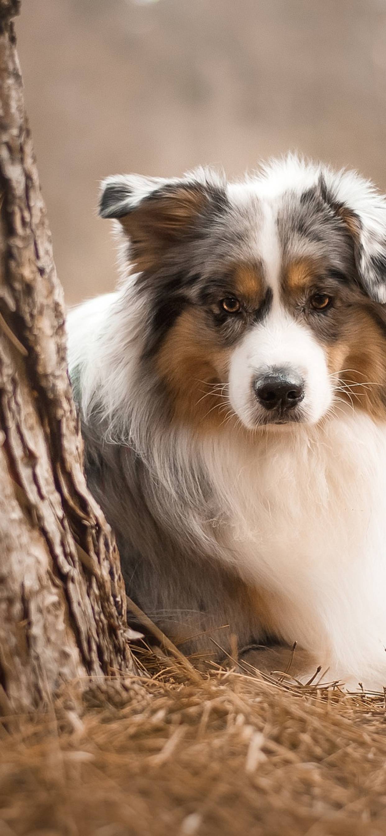 A cute dog sitting under a tree. - Dog