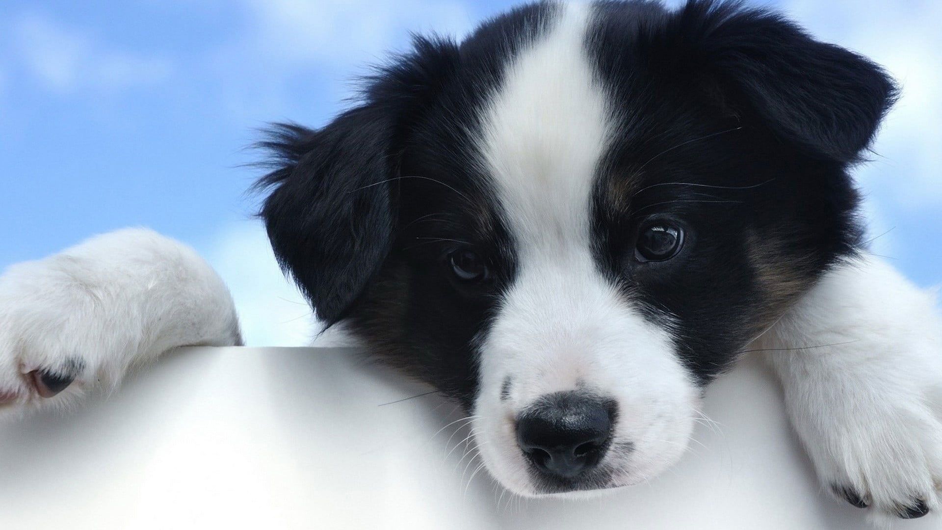 A black and white puppy looking over a white wall - Dog