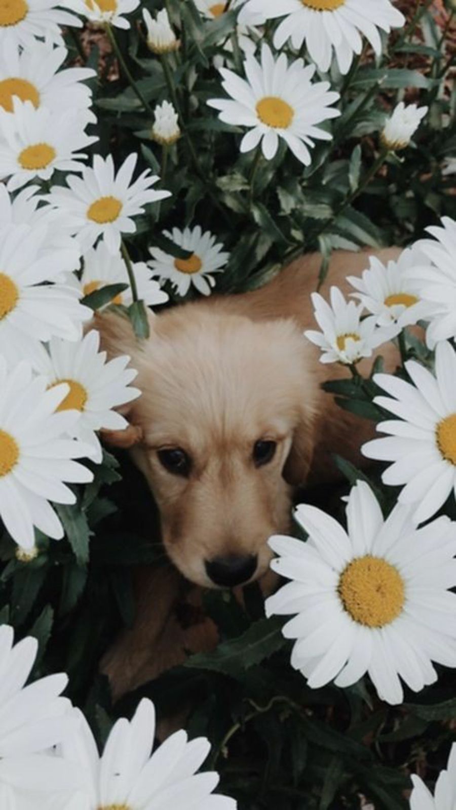 A dog is hiding behind some daisies - Dog, puppy