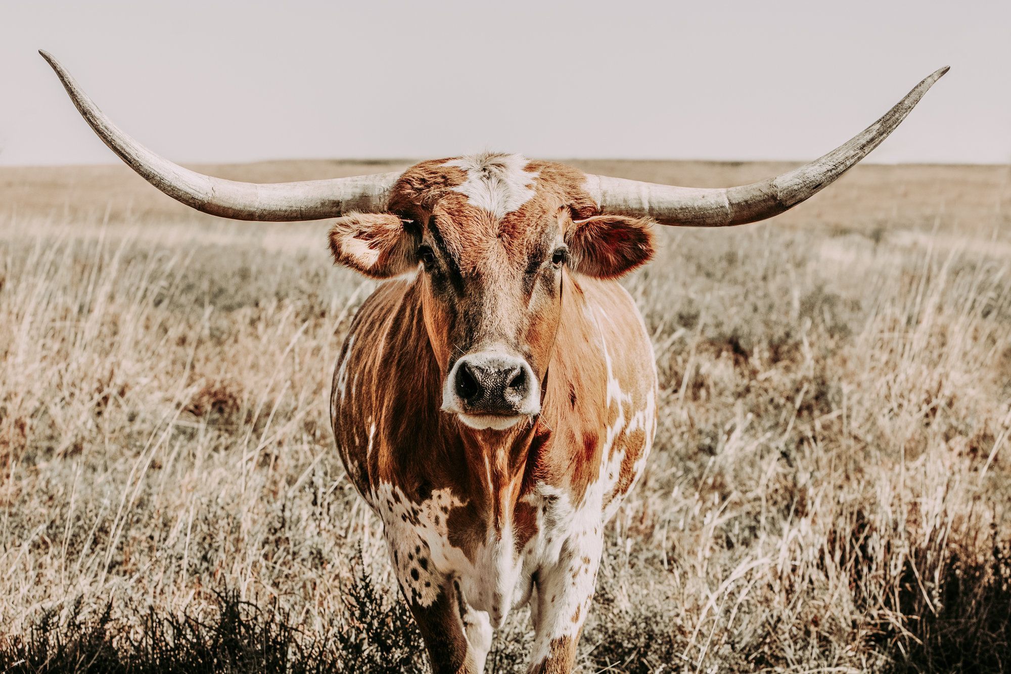 Longhorn Cow Print or Longhorn Canvas Print. Western Home. Cow wall art, Cow picture, Cow wallpaper