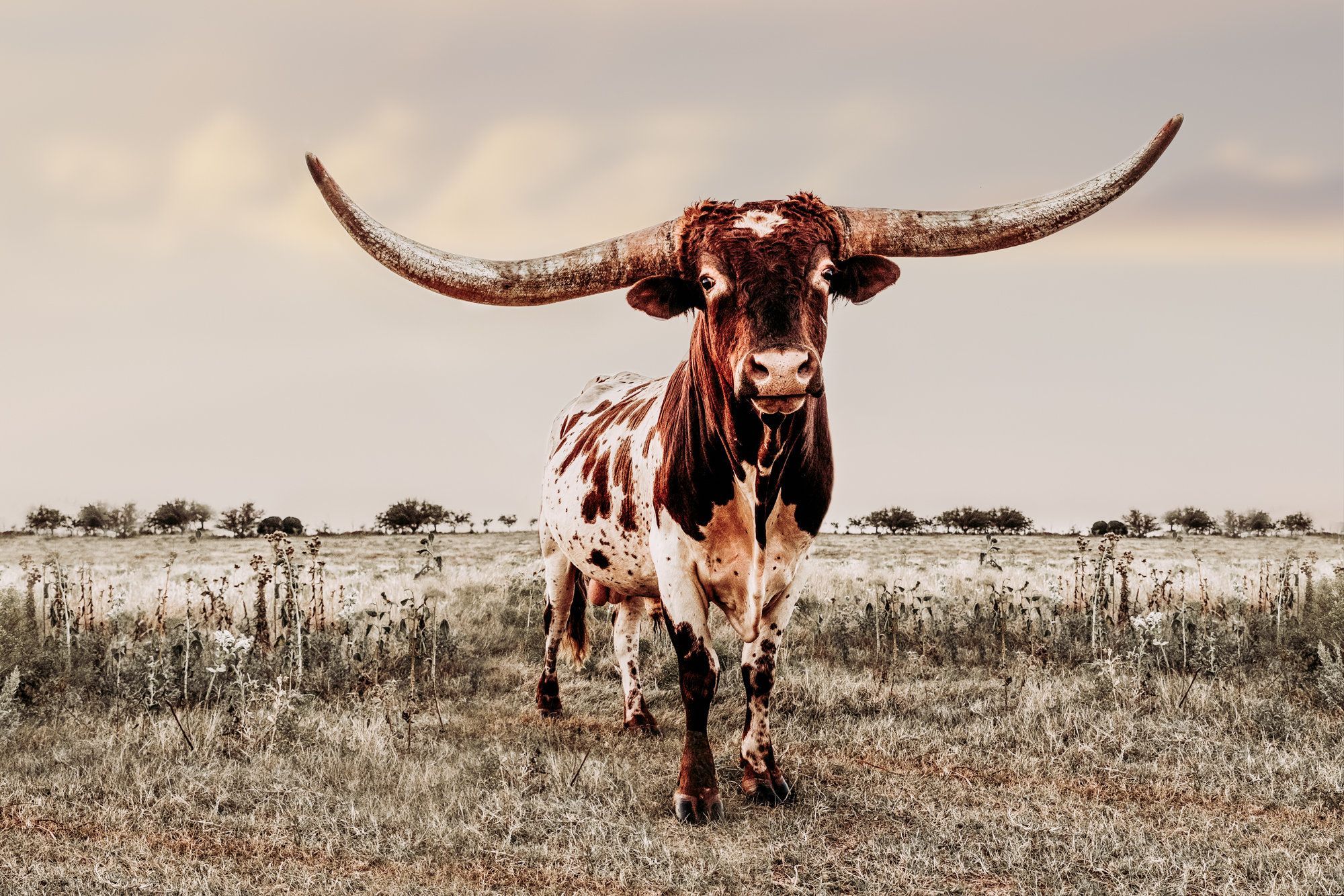 Austin TX Texas Longhorn Bull Canvas or Photo Print. Western. Cow wall art, Western prints, Western wall art
