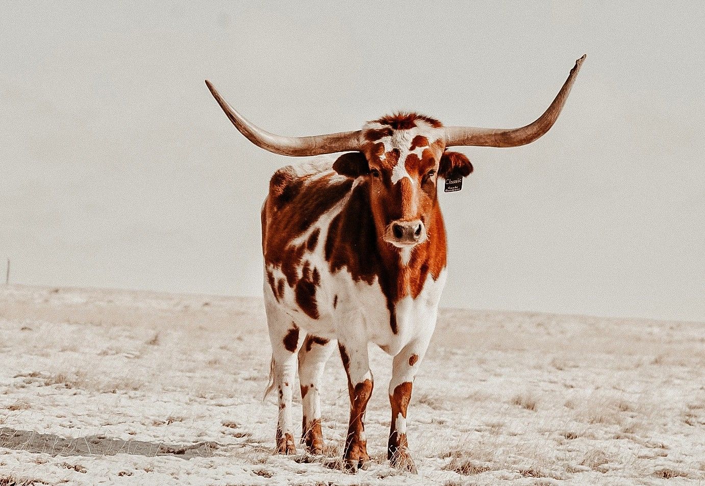 Longhorn Cows Wallpaper