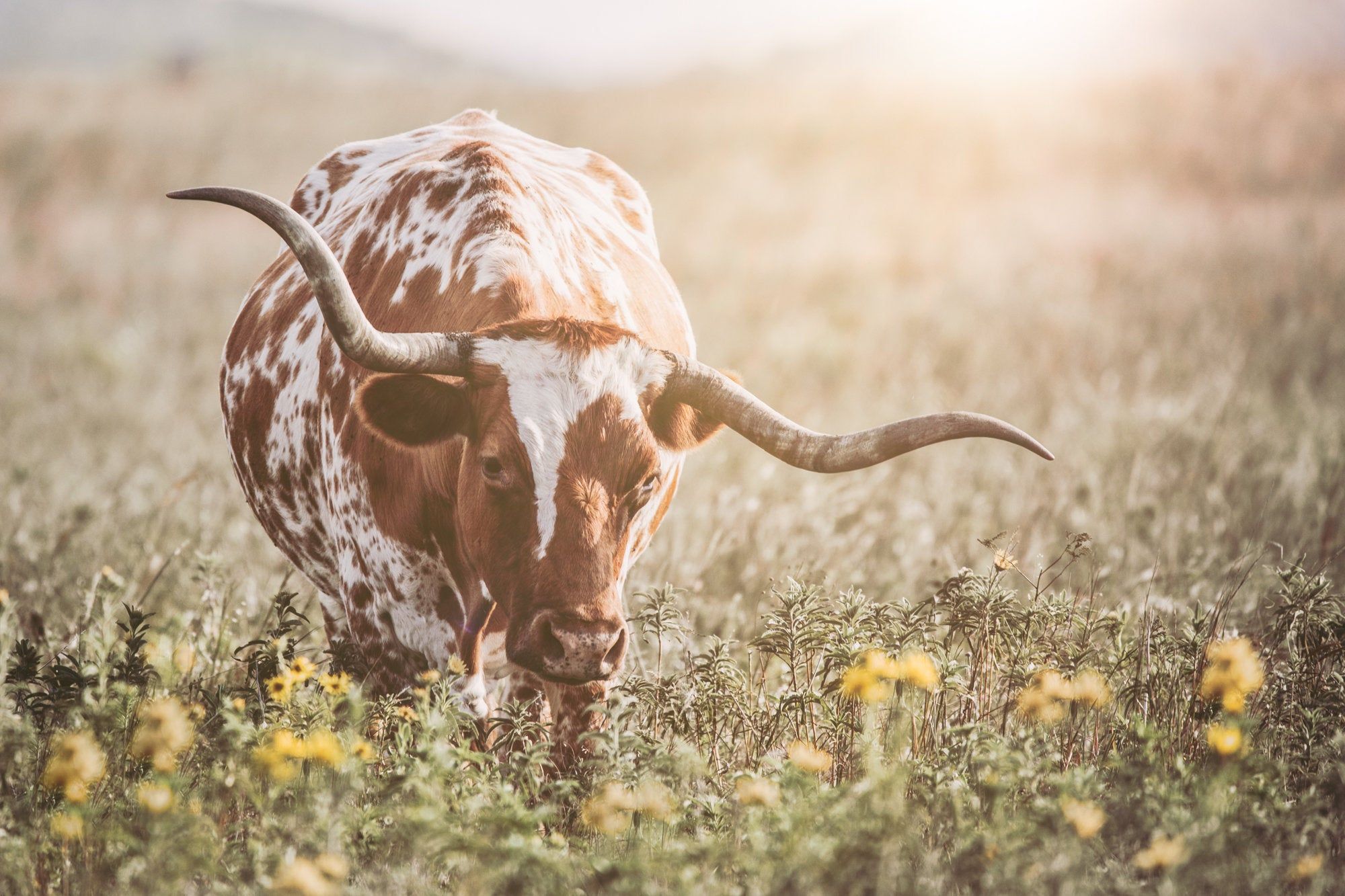 Texas Longhorn Wall Canvas Longhorn Canvas or Photo Print. Cow photography, Longhorn cow, Cow wall art