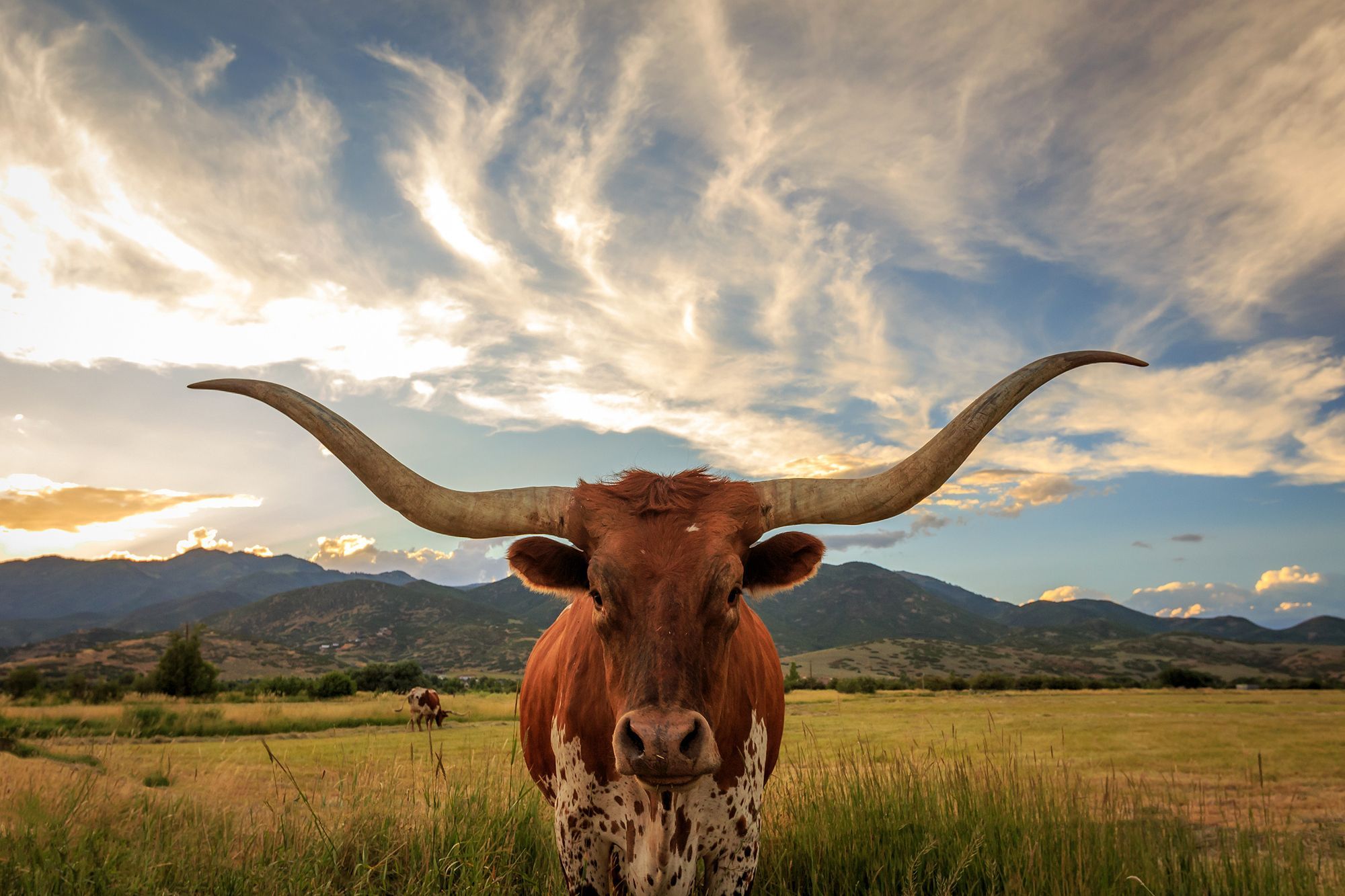 Impressive Texas Longhorn. Longhorn cattle, Animals, Longhorn
