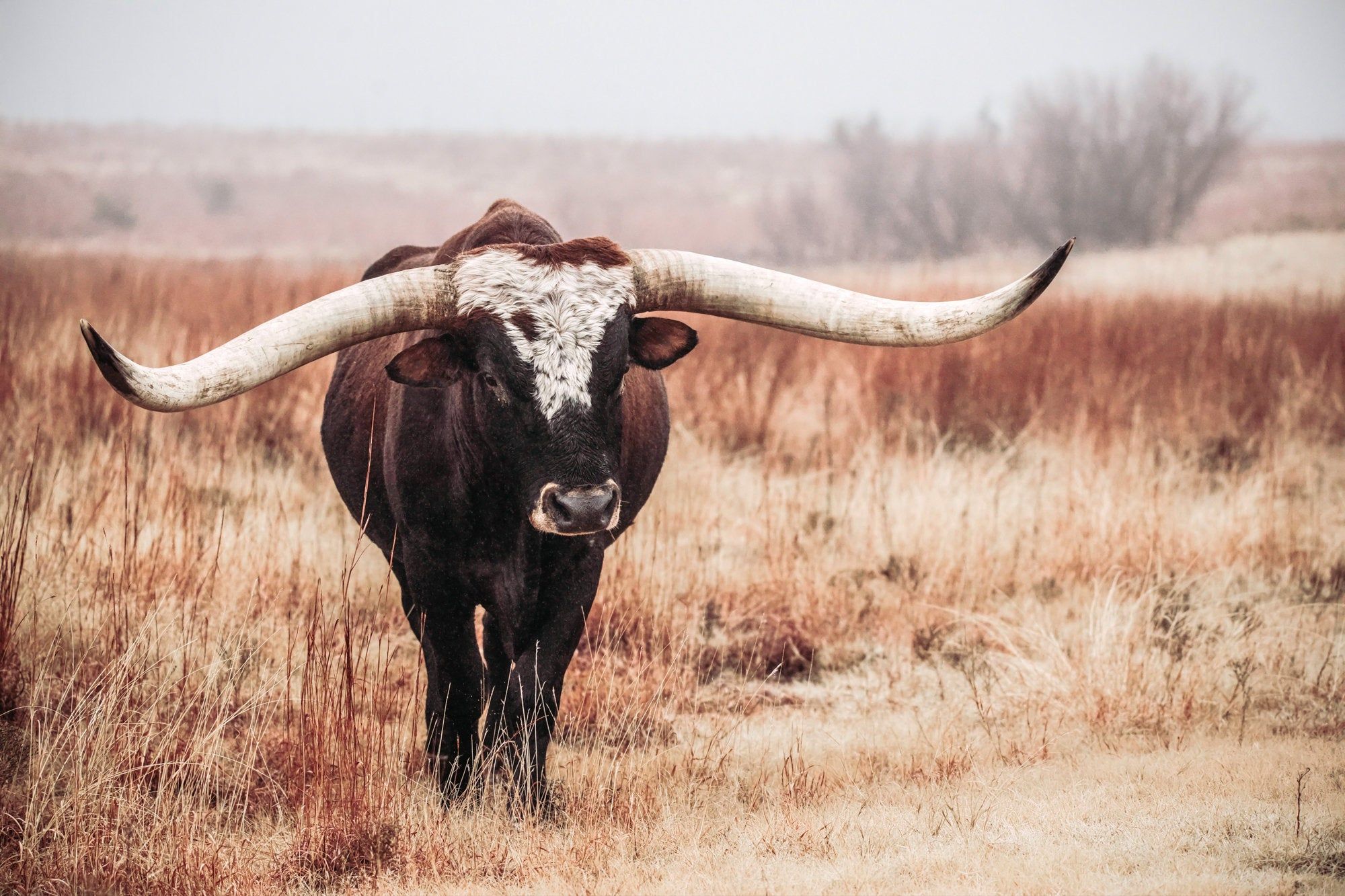 Texas Longhorn Bull Canvas Print Country Western Decor. Cowboy wall art, Cow wall art, Cow canvas
