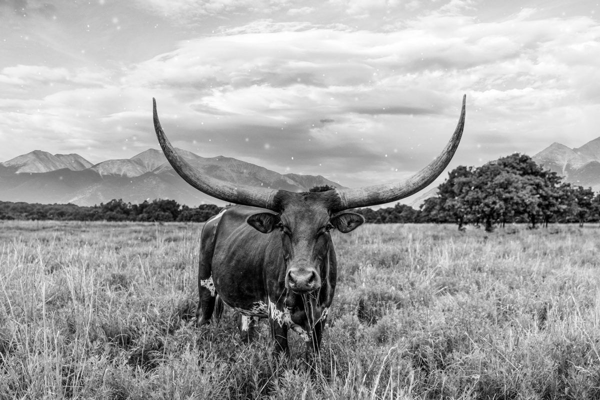 Black and White Texas Longhorn