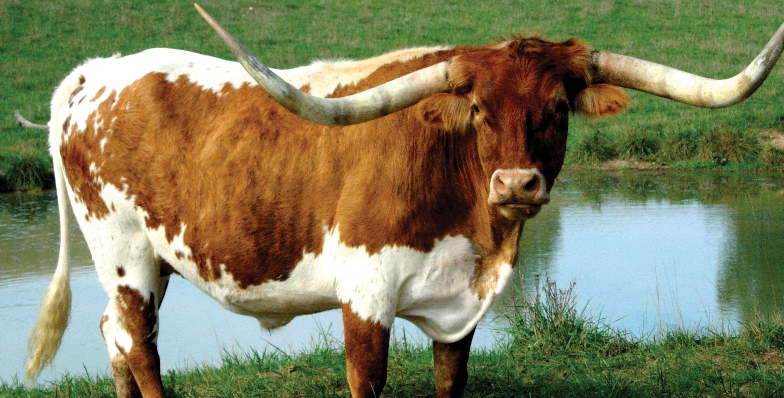 Texas Longhorn Cattle Wallpaper