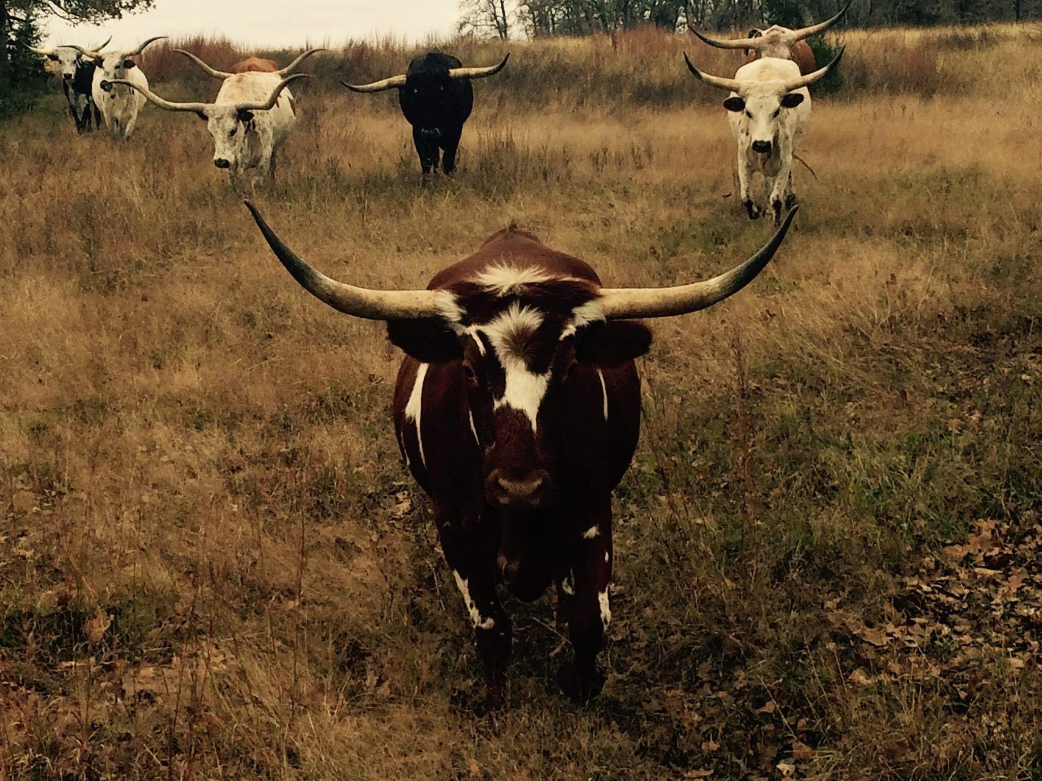 Texas Longhorn Cattle Wallpaper