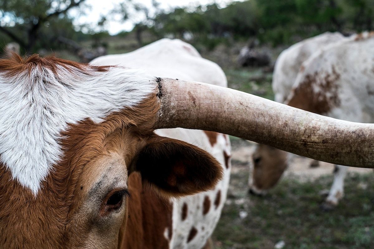 Texas Longhorn Image Wallpaper