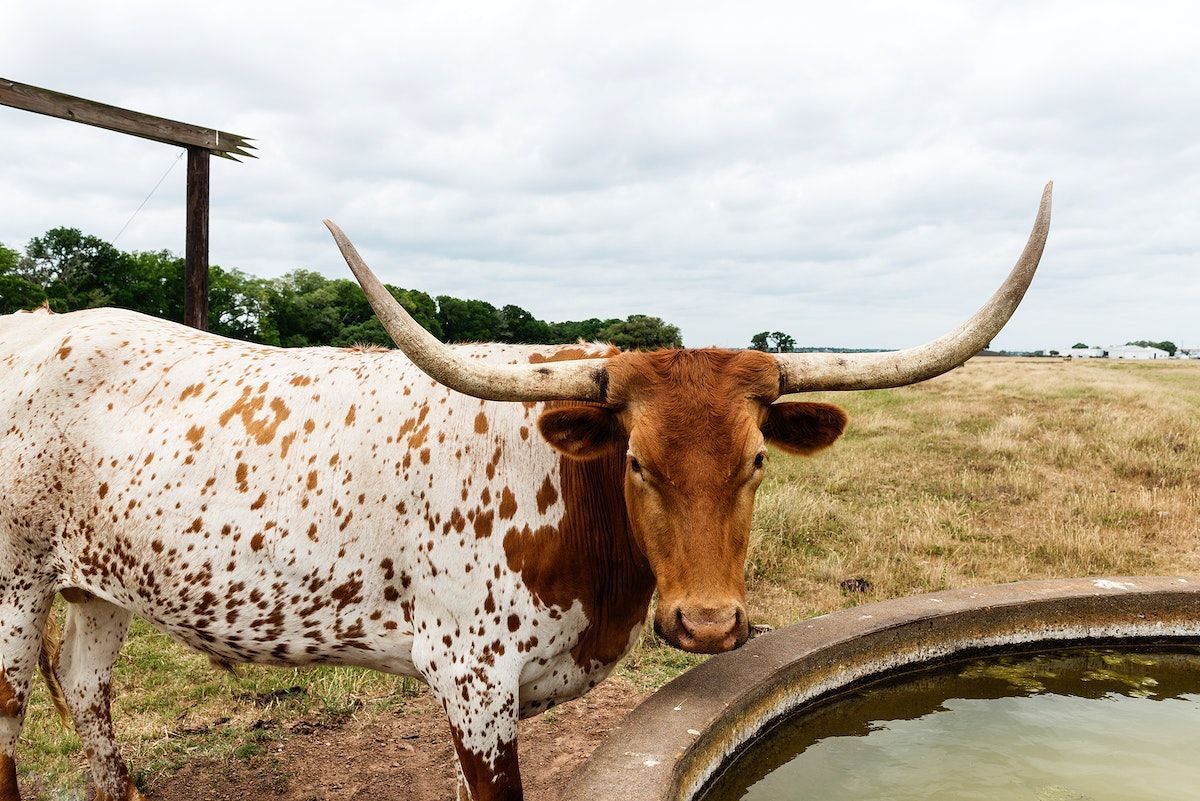 Longhorn Steers Image Wallpaper