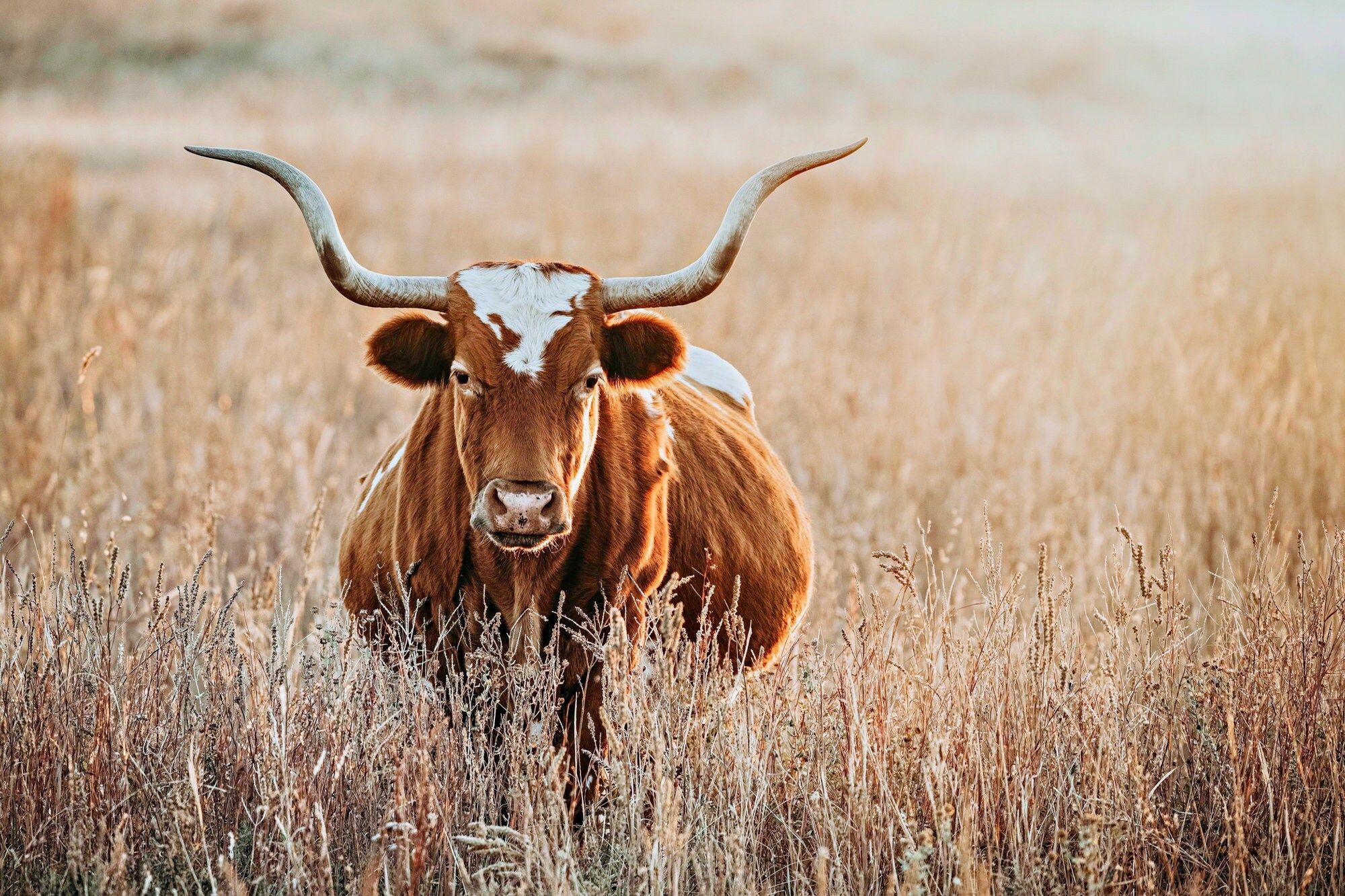 Extra Large Texas Longhorn Picture Earth Tone Cow Canvas Wall