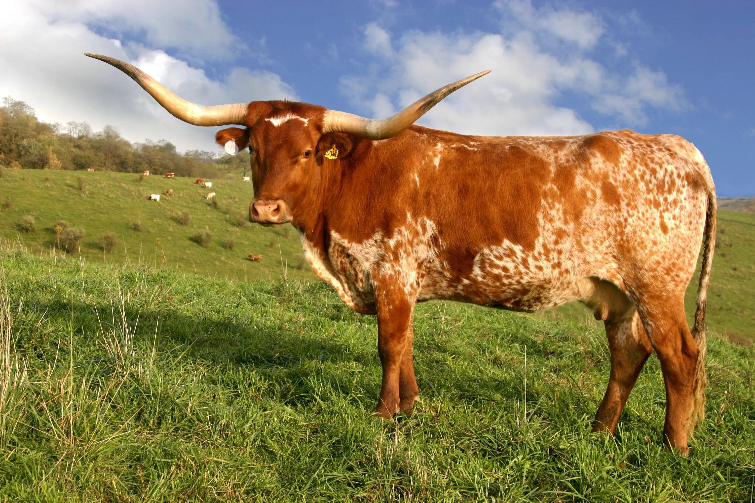 Texas Longhorn Cattle Wallpaper