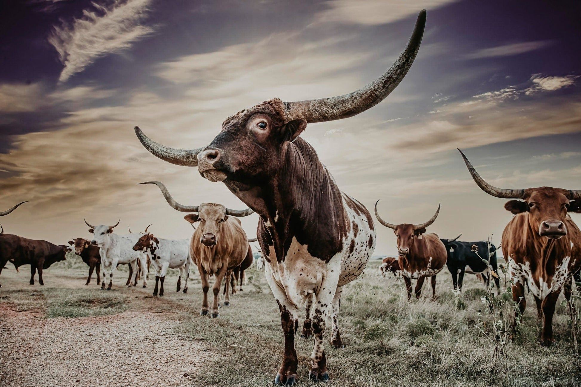 Texas Longhorn Bull and Cow Herd James Photography