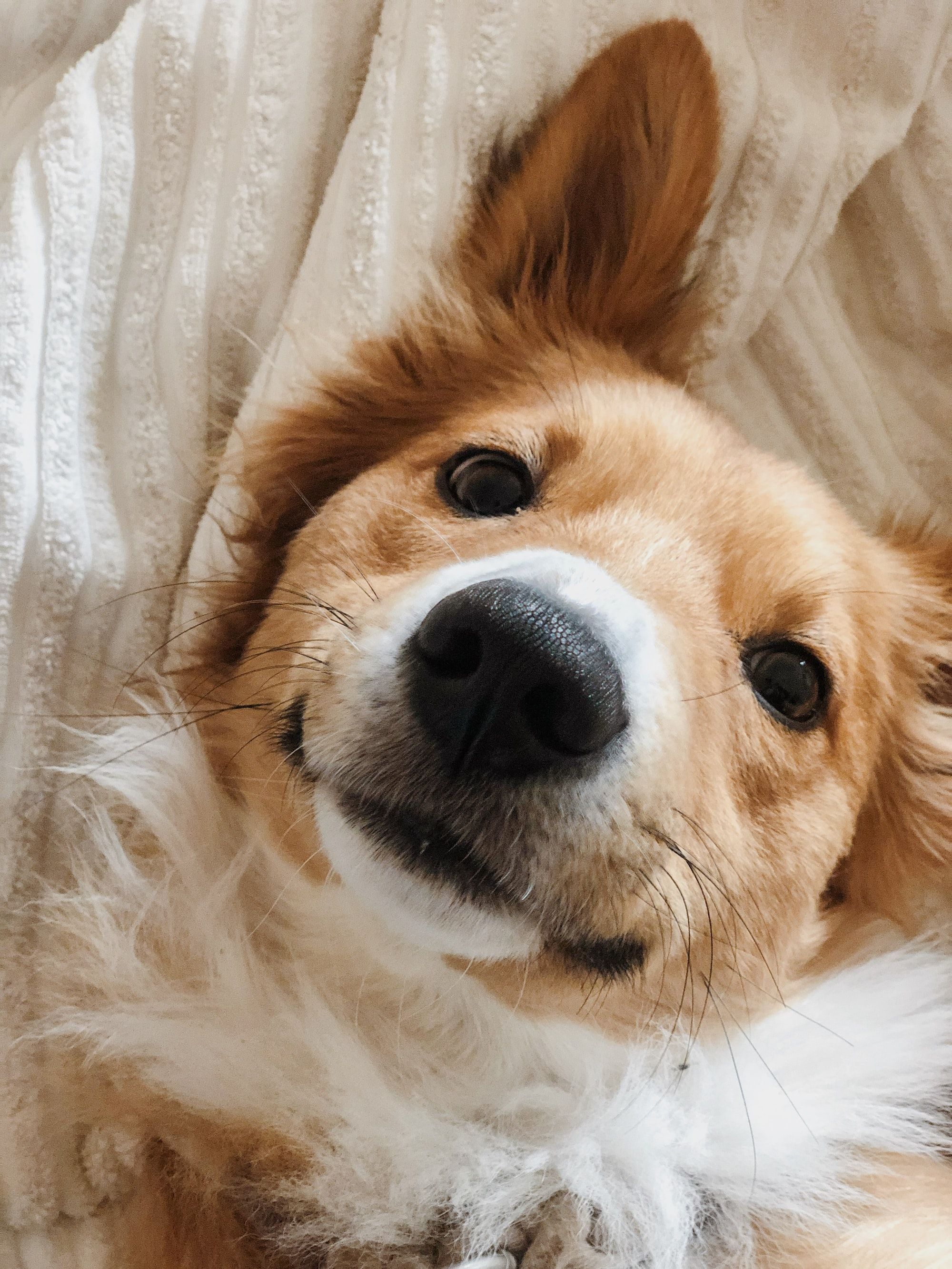 A brown and white dog laying on top of something - Dog