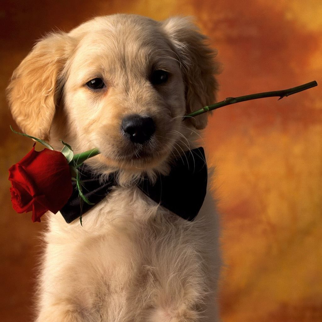 A puppy holding up an artificial rose with its mouth - Dog, puppy