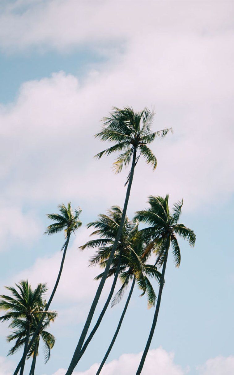 A photo of palm trees in the wind - Coconut