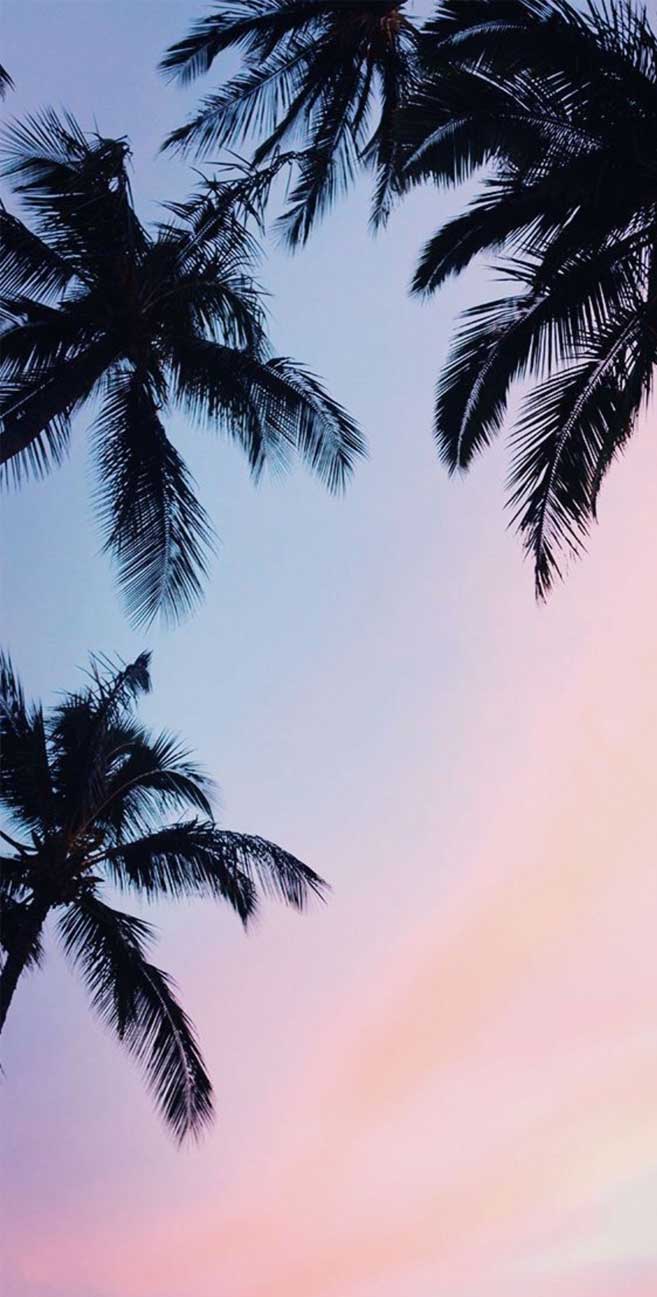 A photo of palm trees against a pink and blue sky. - Coconut