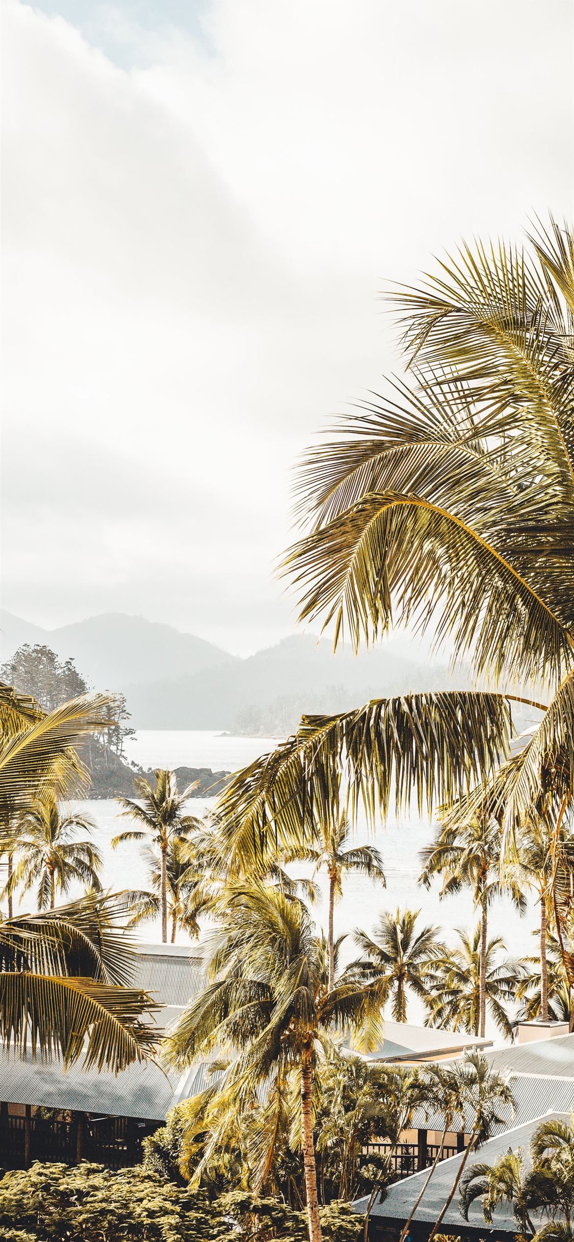 A view of palm trees on a beach - Coconut