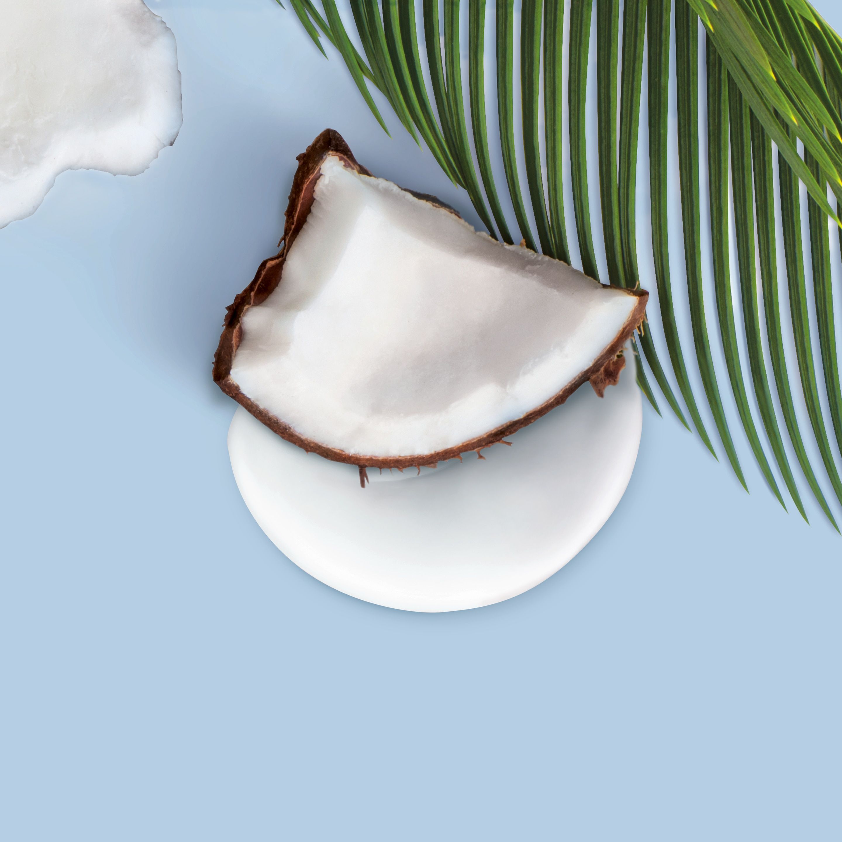 A slice of coconut on a white plate with a blue background and a palm leaf. - Coconut