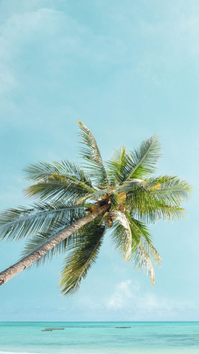 A palm tree leaning over the ocean - Coconut