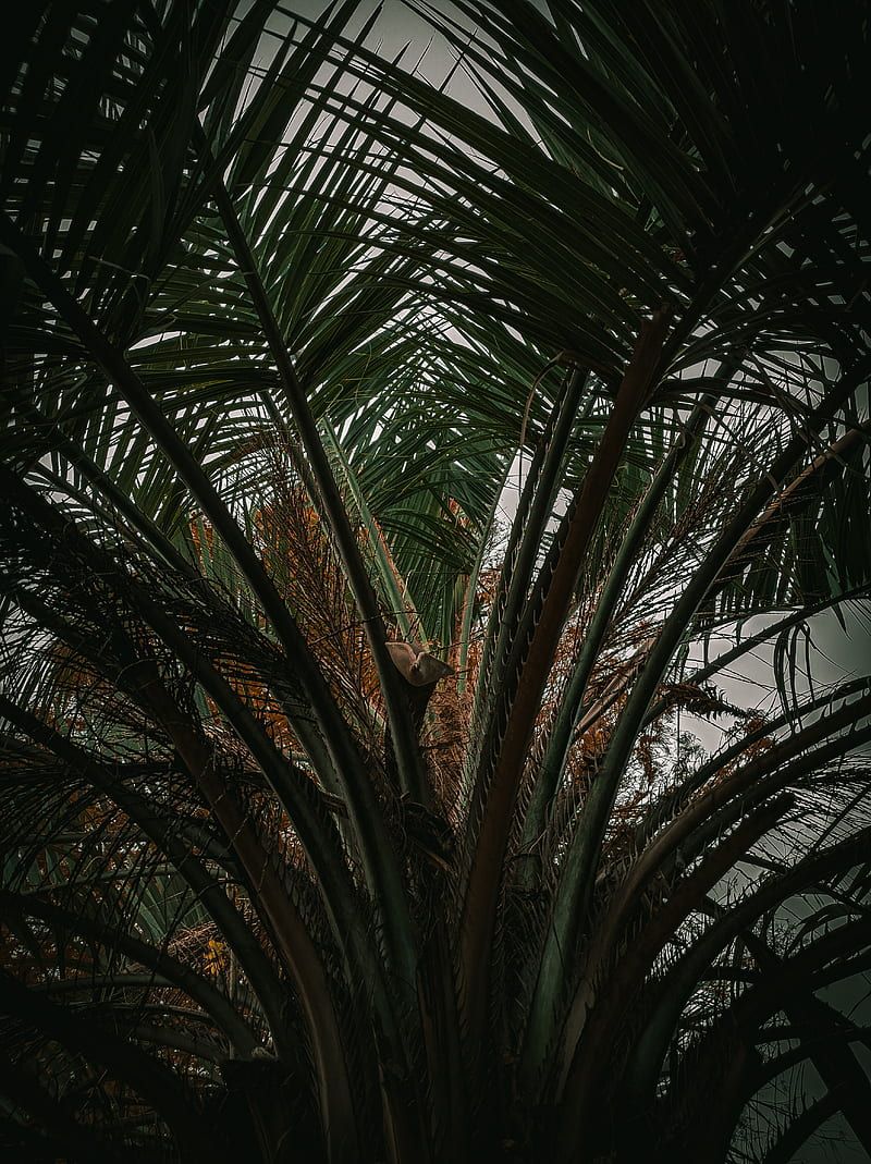 A palm tree in the sun - Coconut