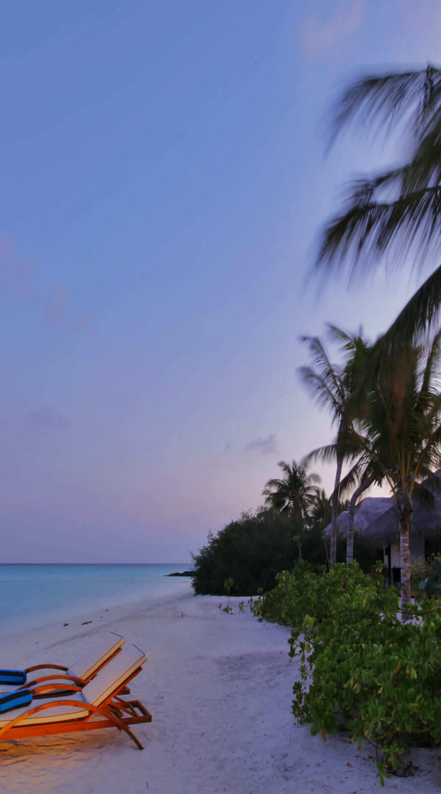 A beach with a palm tree and a chair. - 