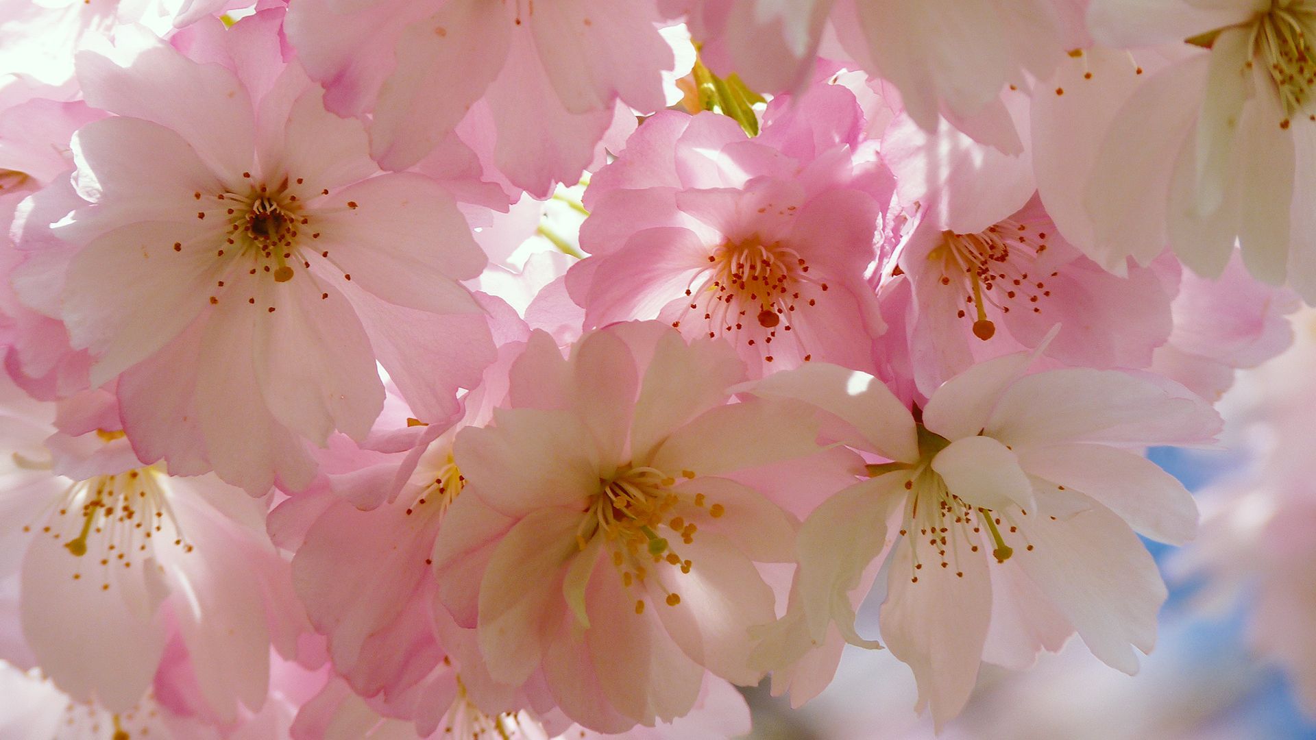 Japanese Cherry Blossom Wallpaper For Chromebook