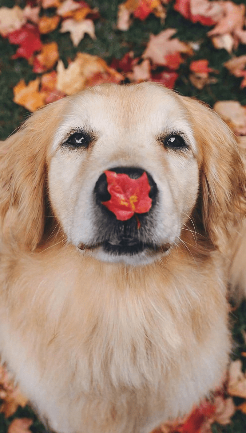 A dog with a leaf in its mouth. - Dog