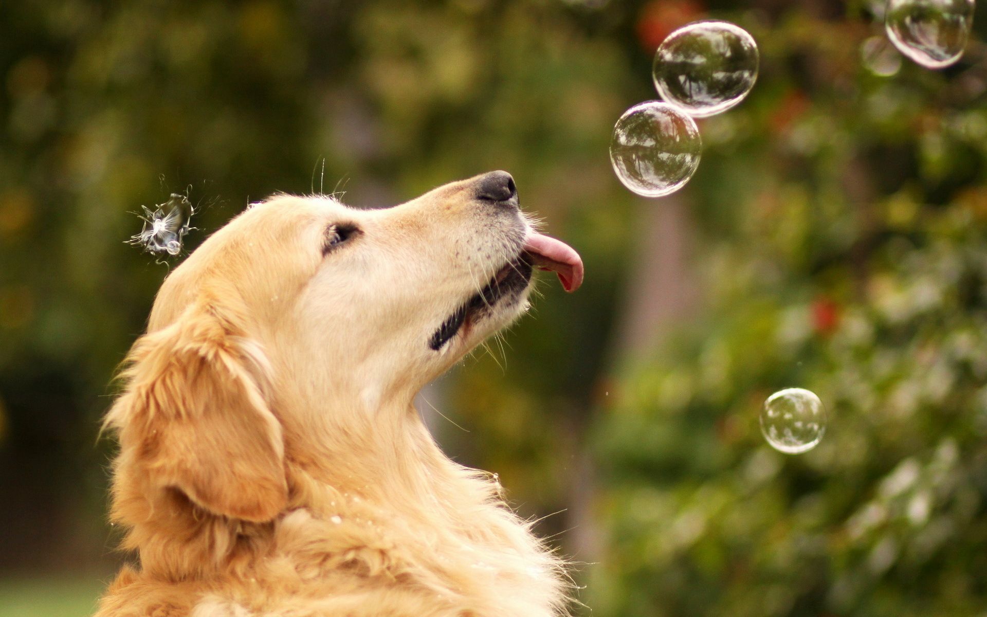 A dog is blowing bubbles with his mouth - Dog